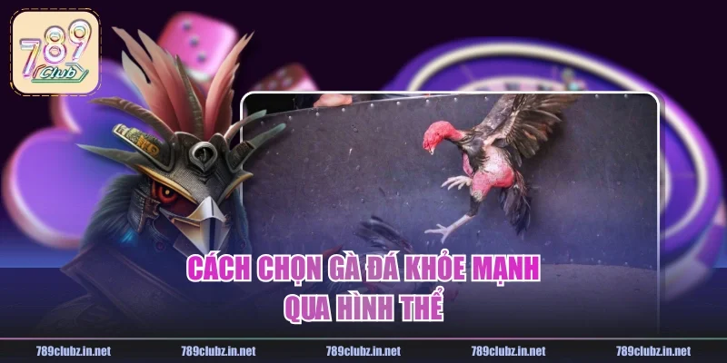 Cách chọn gà đá khỏe mạnh qua hình thể