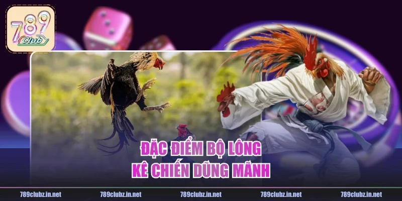 Đặc điểm bộ lông kê chiến dũng mãnh