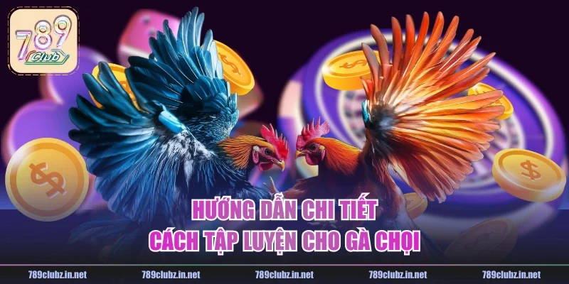 Hướng dẫn chi tiết cách tập luyện cho gà chọi