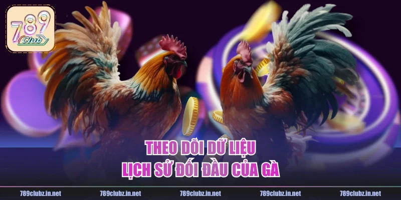 Theo dõi dữ liệu lịch sử đối đầu của gà